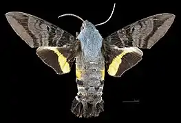 Avers du mâle (coll.MHNT)