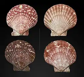 Aequipecten opercularis (Pectinida)