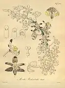 Aerides reichenbachiiReichenbach1874