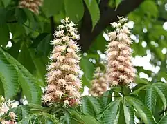 Aesculus turbinata