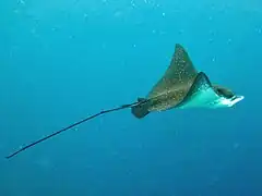 Une raie aigle (Aetobatus narinari)