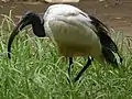 Ibis sacré