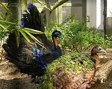 Paon du Congo (Afropavo congensis).