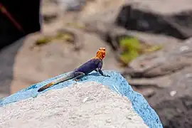 Agama agama mâle au bord du fleuve Congo dans la commune de Ngaliema près de Kinshasa.