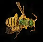 Agapostemon nasutus.