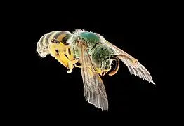 Espèce indéterminée du genre Agapostemon.