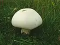 Agaricus xanthodermus