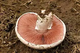 Anneau discret, très peu étendu, fugace, parfois même absent. Jamais très étendu.