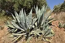 Agave