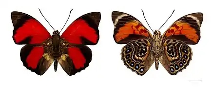 Agrias claudina - MHNT