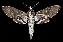 Mâle, face ventrale.