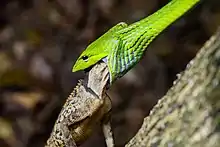 Serpent liane Ahaetulla prasina avalant un acanthosaure