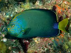 Chaetodontoplus chrysocephalus