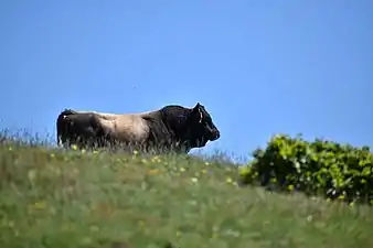 Taureau au Pic du Neoulous.