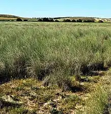 Albardinaresde la Laguna del Longar.