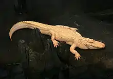 Reptile : Alligator d'Amérique (Alligator mississippiensis).