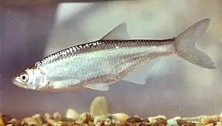 L'Ablette (Alburnus alburnus).