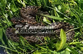 Vipera eriwanensis