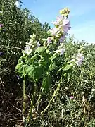 Alcea biennis (= A. pallida)