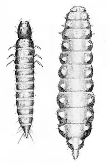 Face dorsale des stades larvaires de l'espèce proche Aleochara bilineata. À gauche, premier stade dit campodéiforme, à droite, deuxième stade dit éruciforme.