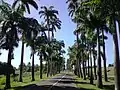 Allée Dumanoir, Capesterre-Belle-Eau, Basse-Terre.