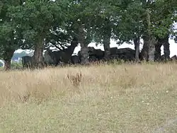 Image illustrative de l’article Allée couverte de La Roche Camio