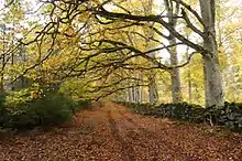 Une forêt de hêtres près du col de la Moreno, au sud-est de Ceyssat.