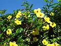 Fleurs d’Allamanda cathartica