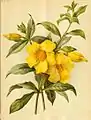 1891 - Allamanda cathartica par Robinson (en)