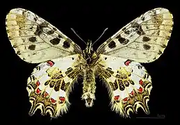 ♀ △Face ventrale