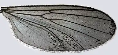 Allodia lugens aîle.