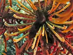 Cirrhes d'une A. pectinifera (le centrodorsal est caché par un ver symbiotique)