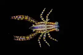 Allogalathea inermis.