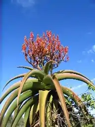 Aloe vaombe