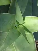 Aloe viguieri