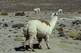 Alpaga Huacaya près d'Arequipa, au Pérou.