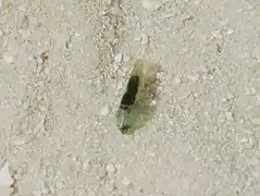 Une crevette de la famille des Alpheidae (peut-être Synalpheus tumidomanus)