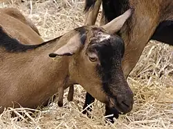 La photo couleur présente une chèvre marron à chanfrein et ligne dorsale noire, couchée dans la paille.