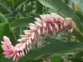 Alpinia purpurata, Forme rose