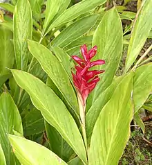 Gingembre rouge (plante herbacée Zingiberaceae dont le rhizome est utilisée comme épice)...