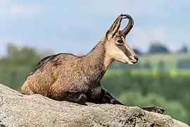 Chamois couché sur un rocher.