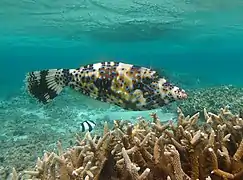 Poisson-bourse écriture (Aluterus scriptus)