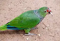 Amazone vineuse (Amazona vinacea)