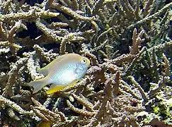 Amblyglyphidodon aureus