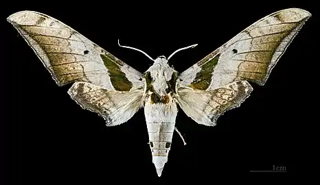 Ambulyx japonica angustifasciata Face dorsale MHNT