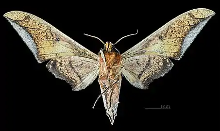 Ambulyx japonica angustifasciata revers MHNT