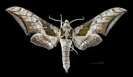 Ambulyx japonica japonica Face dorsale MHNT