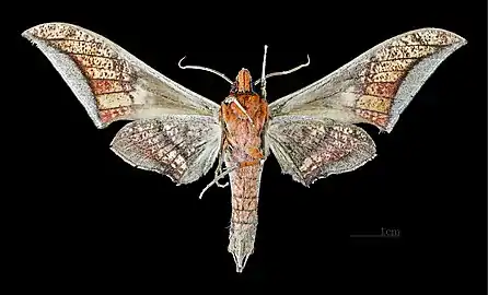 Ambulyx japonica japonica revers MHNT