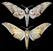 Ambulyx sericeipennis