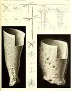 Rhabdocalyptus dawsoni & Staurocalyptus fasciculatus